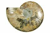 Cut & Polished Ammonite Fossil (Half) - Madagascar #369599-1